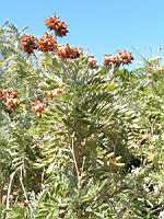 Anthyllide barbe de Jupiter - Anthyllis barba-jovis (en Corse) (02) (Photo F. Mrugala)